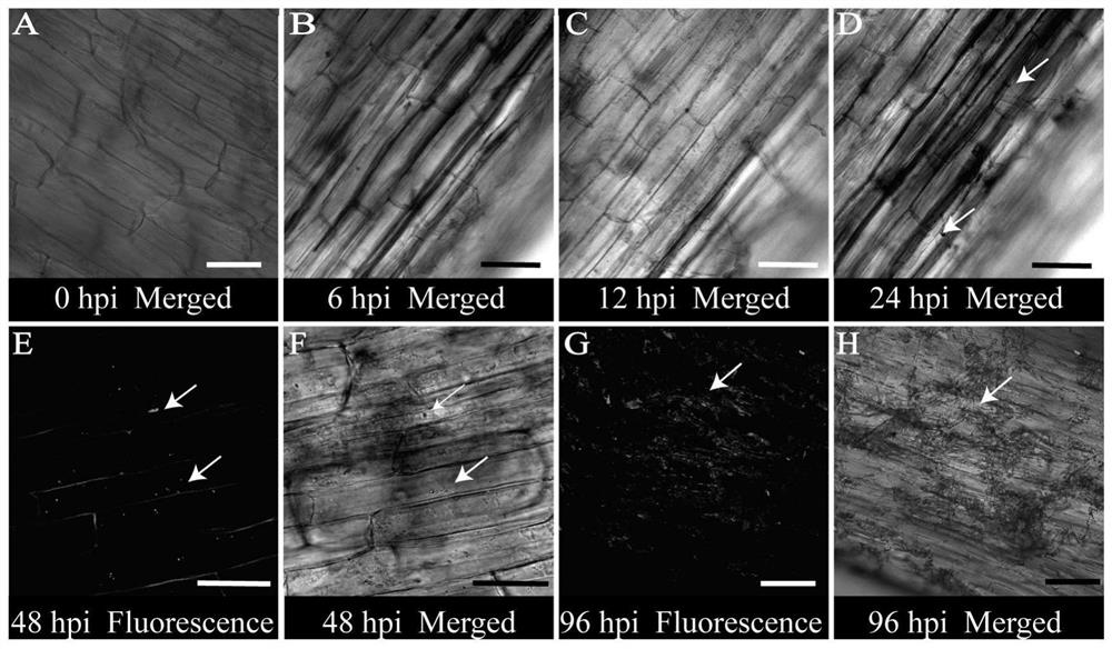 Application of gene GhSWEET42 in prevention and treatment of cotton verticillium wilt