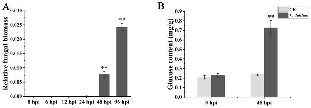 Application of gene GhSWEET42 in prevention and treatment of cotton verticillium wilt