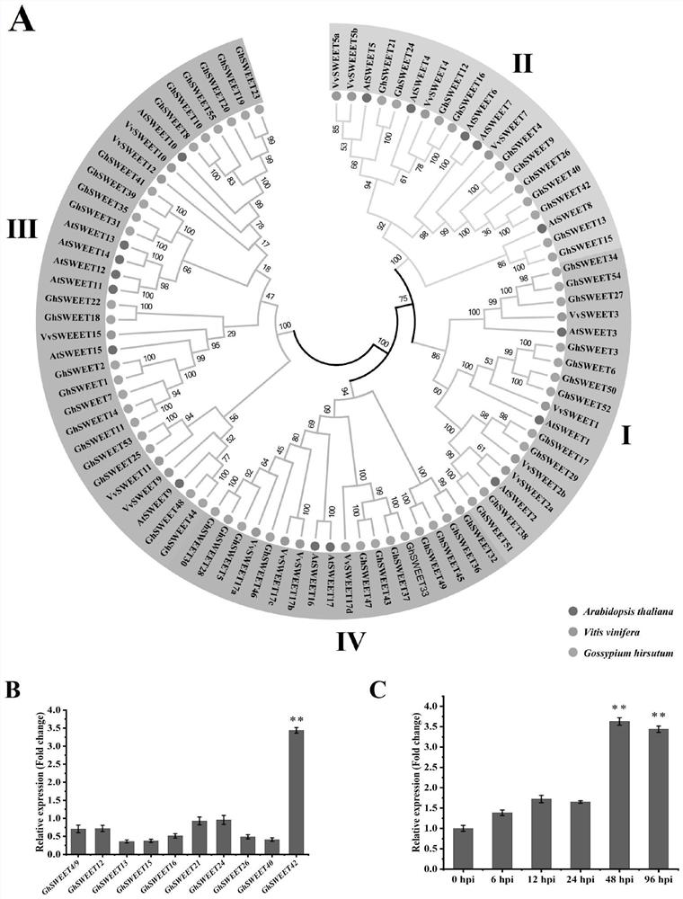 Application of gene GhSWEET42 in prevention and treatment of cotton verticillium wilt