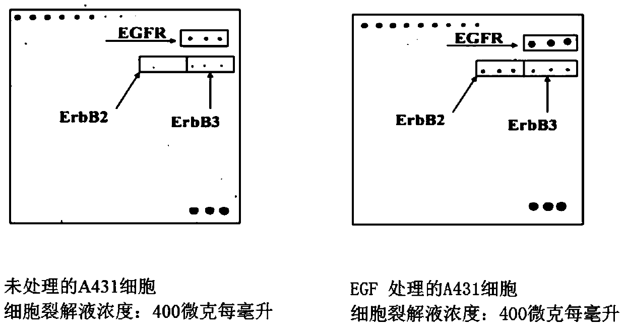 A phosphorylated antibody chip kit for detecting human receptor tyrosine kinase