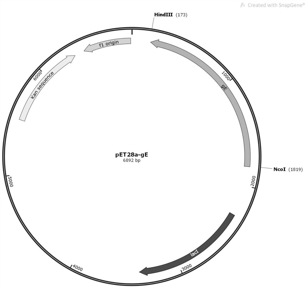 Herpes virus glycoprotein gE recombinant protein, vaccine, preparation method and application