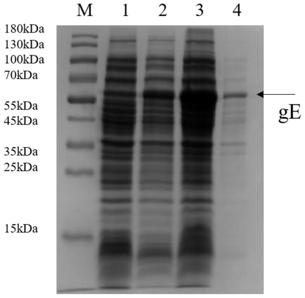 Herpes virus glycoprotein gE recombinant protein, vaccine, preparation method and application