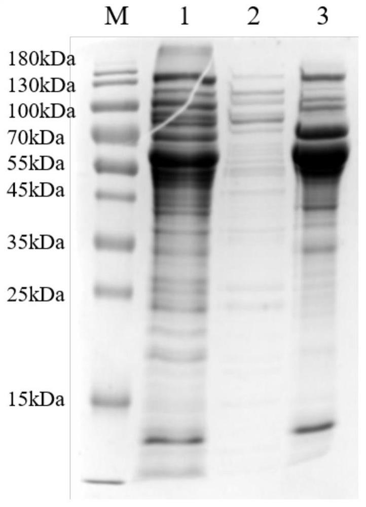 Herpes virus glycoprotein gE recombinant protein, vaccine, preparation method and application