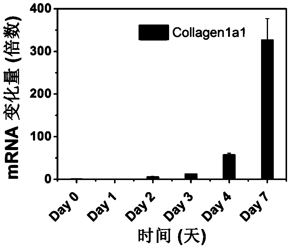 Polymer nanocarriers specifically targeting activated hepatic stellate cells with folic acid and their medicinal uses