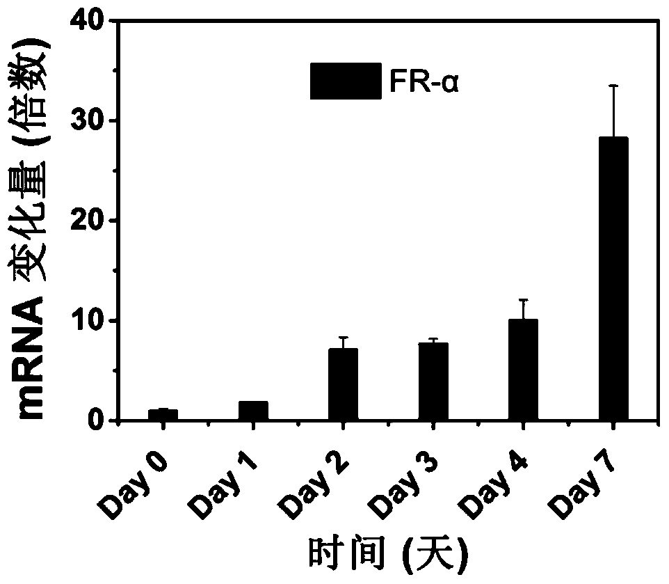 Polymer nanocarriers specifically targeting activated hepatic stellate cells with folic acid and their medicinal uses