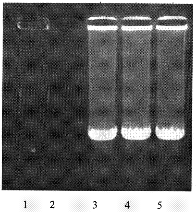 Wild type EGFR high expressing recombinant HEK 293 cells