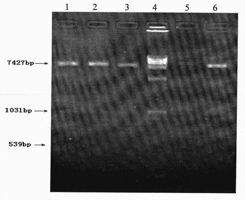 Wild type EGFR high expressing recombinant HEK 293 cells