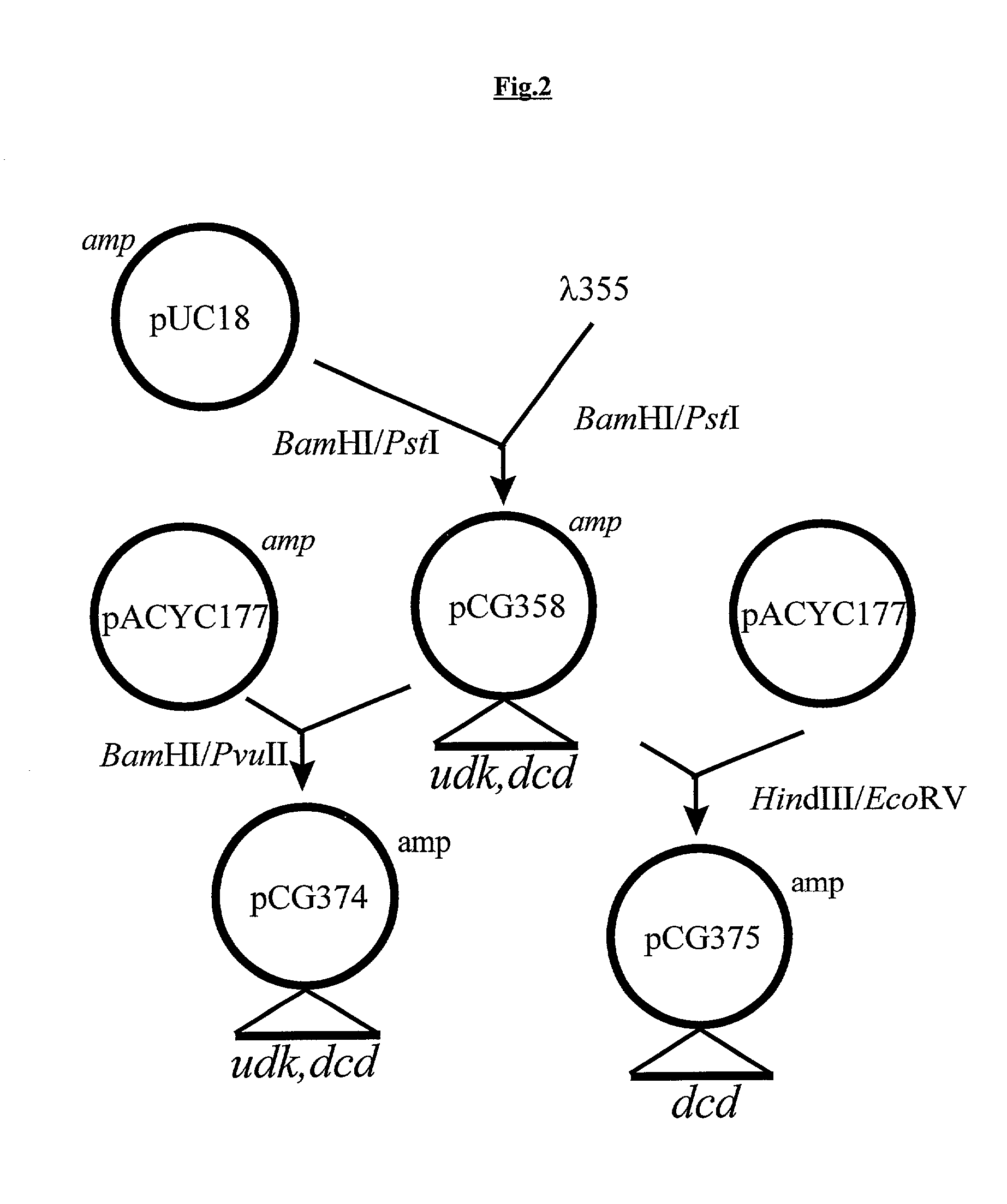 Vectors, cells and processes for pyrimidine deoxyribonucleosides production