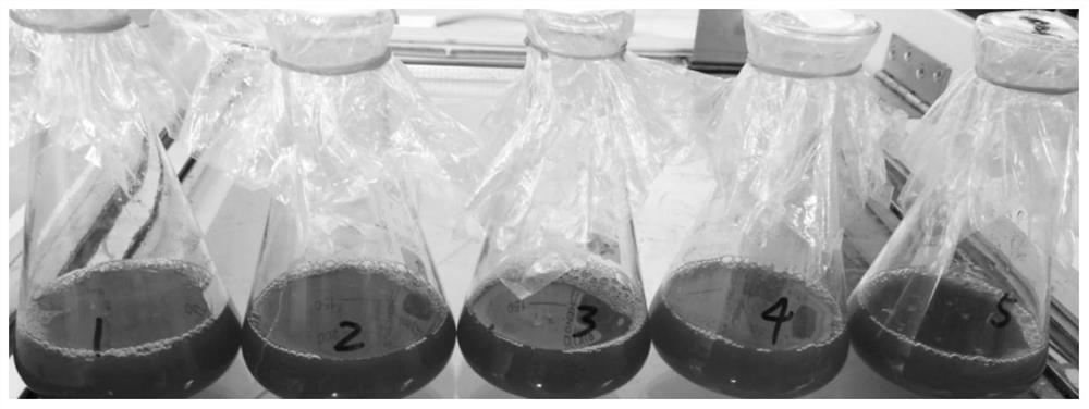 Isolation, identification and application of a high prodigiosin-producing marine bacterium