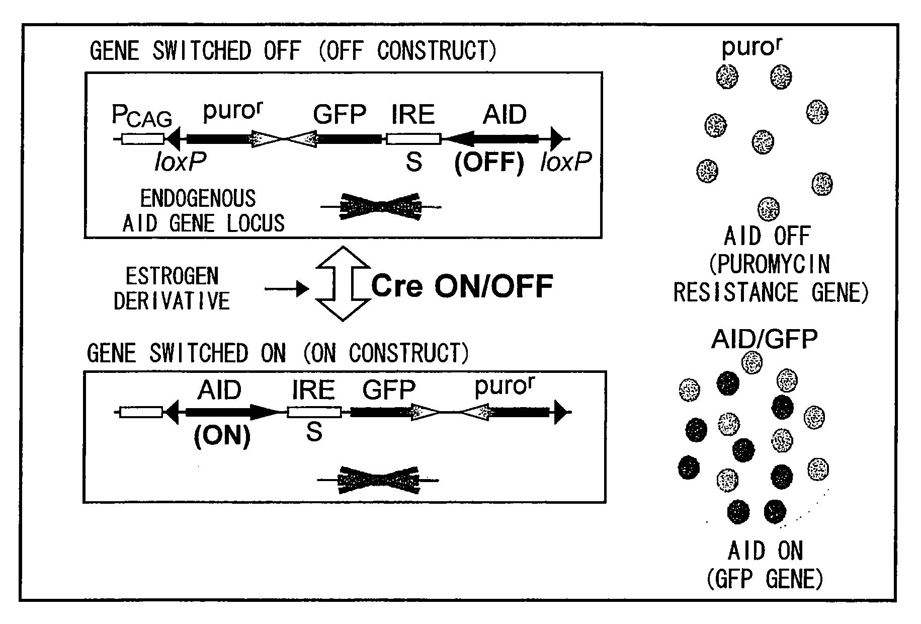 Methods for Specifically Selecting Antibody-Producing Cells