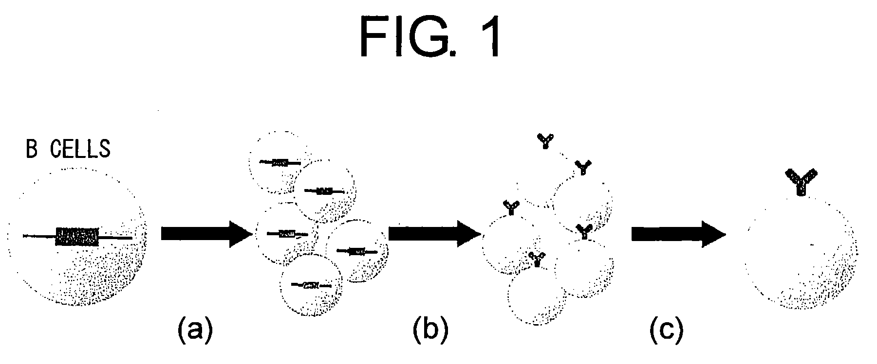 Methods for Specifically Selecting Antibody-Producing Cells