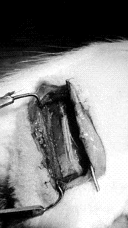 Nerve repairing film and preparation method thereof