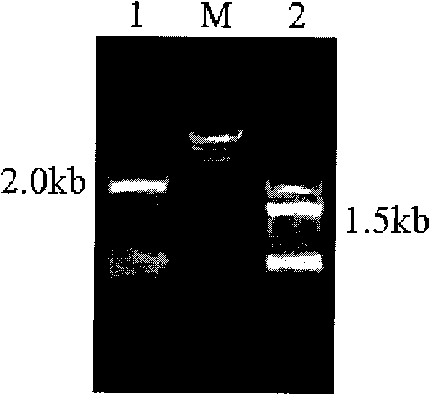 Method for producing glutathione by use of metabolic engineering bacteria