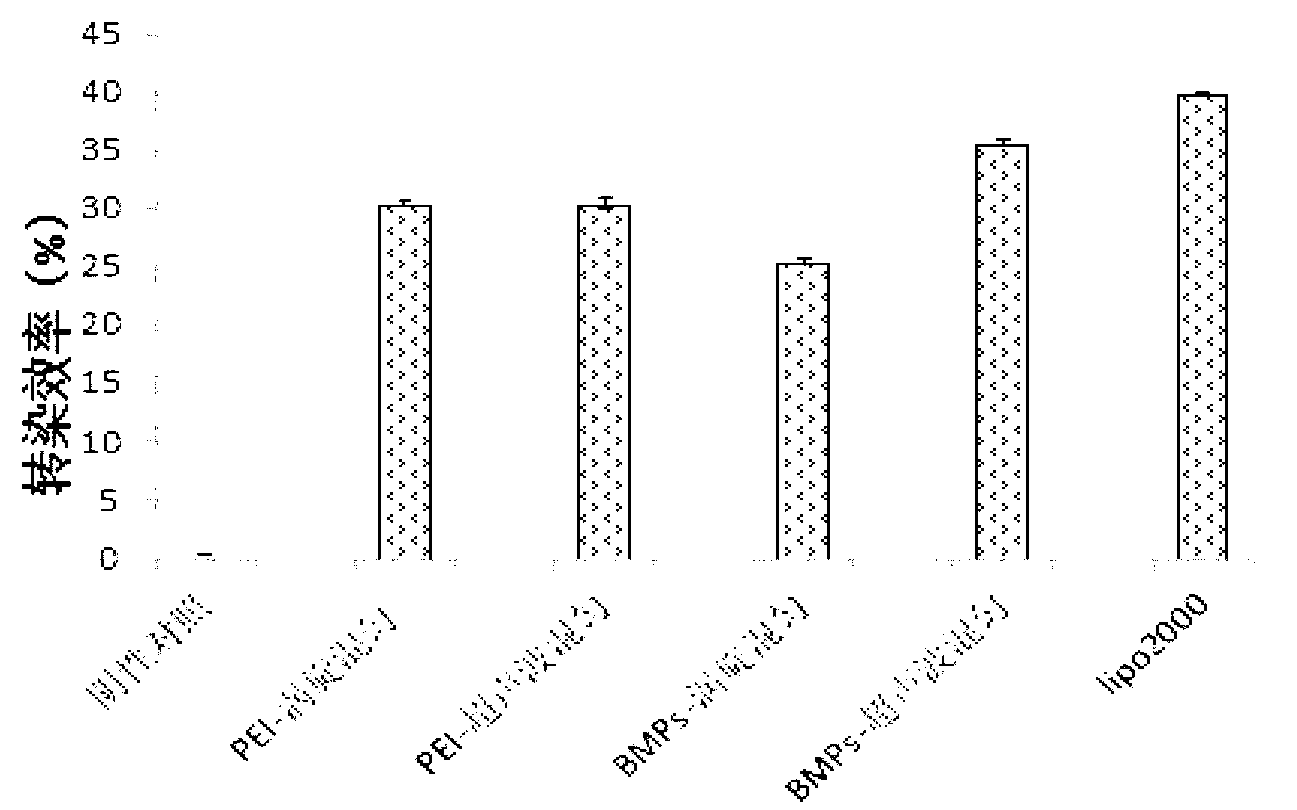 Method for transfecting cells by utilizing bacterial magnetic particles-polyethyleneimine/deoxyribonucleic acid (BMPs-PEI/DNA)transfer complex