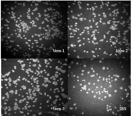 Method for preparing antigen tablet for detecting varicella-zoster virus antibody