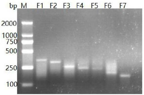 RPA-LED visualized reagent kit for detecting porcine epidemic diarrhea viruses