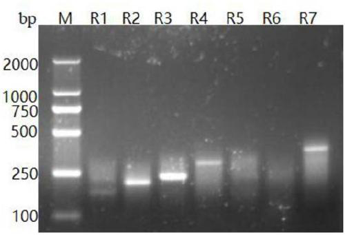 RPA-LED visualized reagent kit for detecting porcine epidemic diarrhea viruses