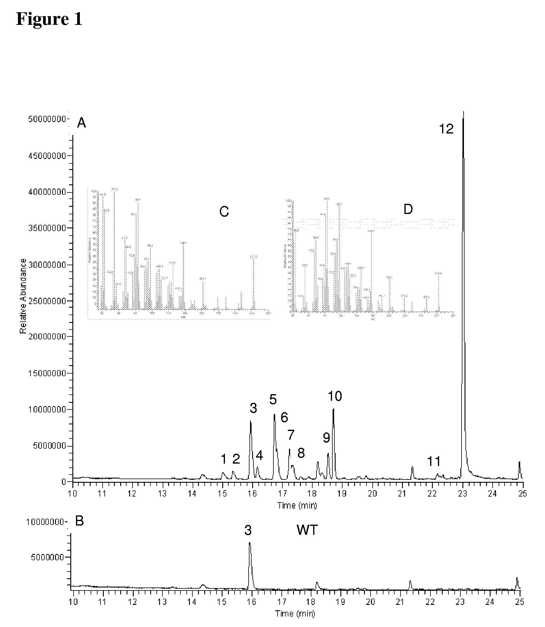 Transformed plants accumulating terpenes