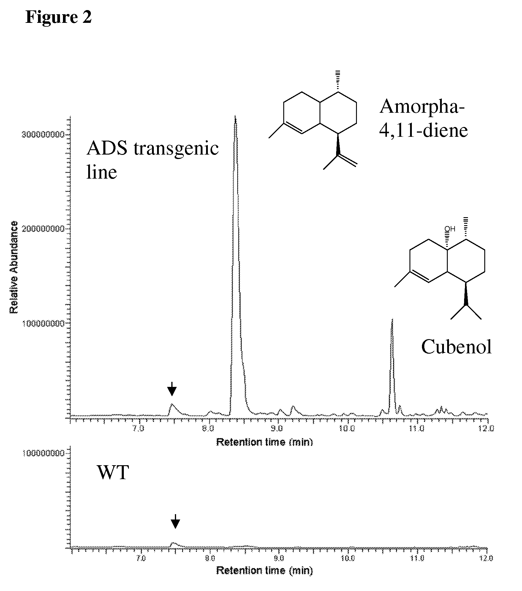 Transformed plants accumulating terpenes