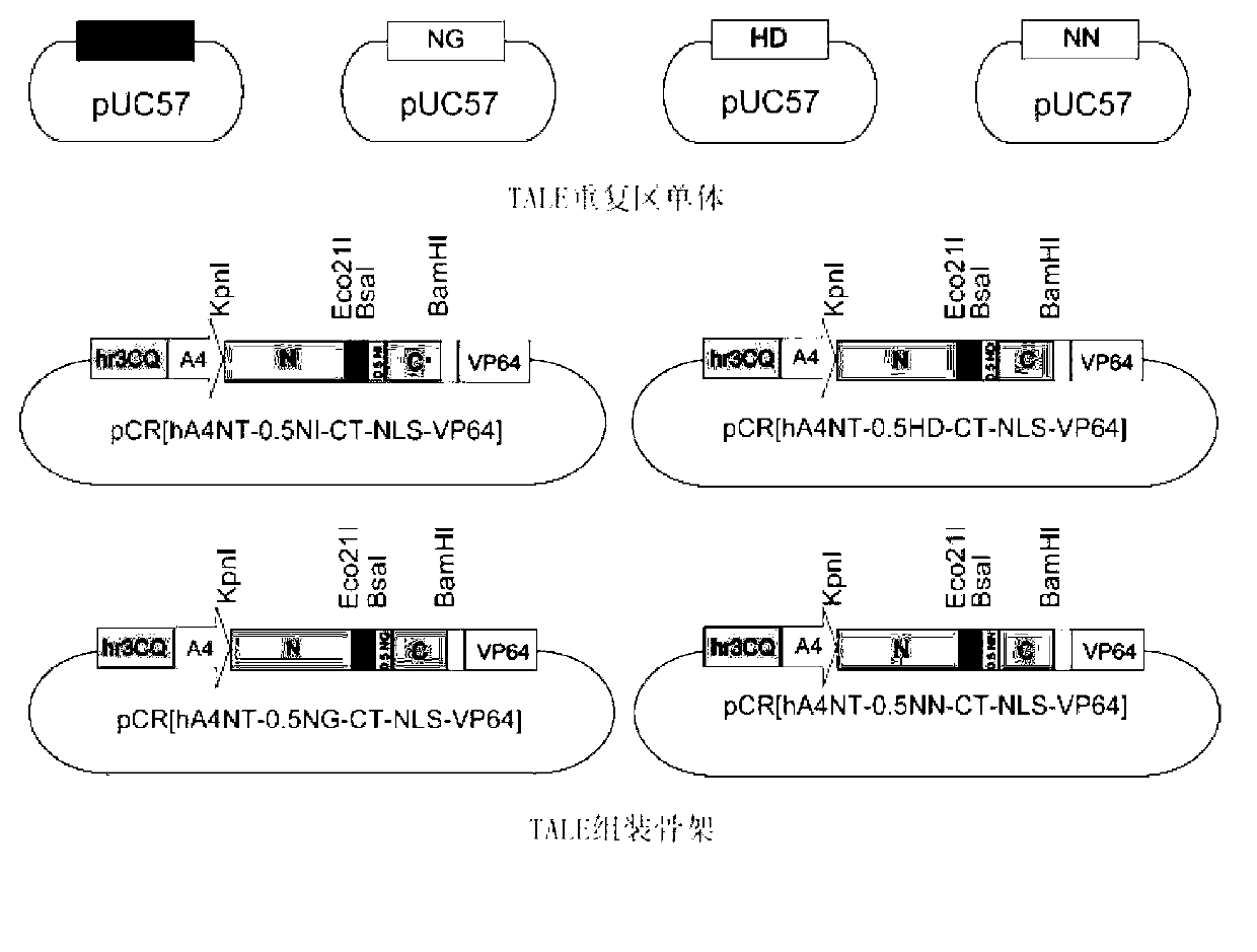 Efficient assembling method of transcription activator-like effectors (TALE) repeating region for editing silkworm genome and framework carrier thereof