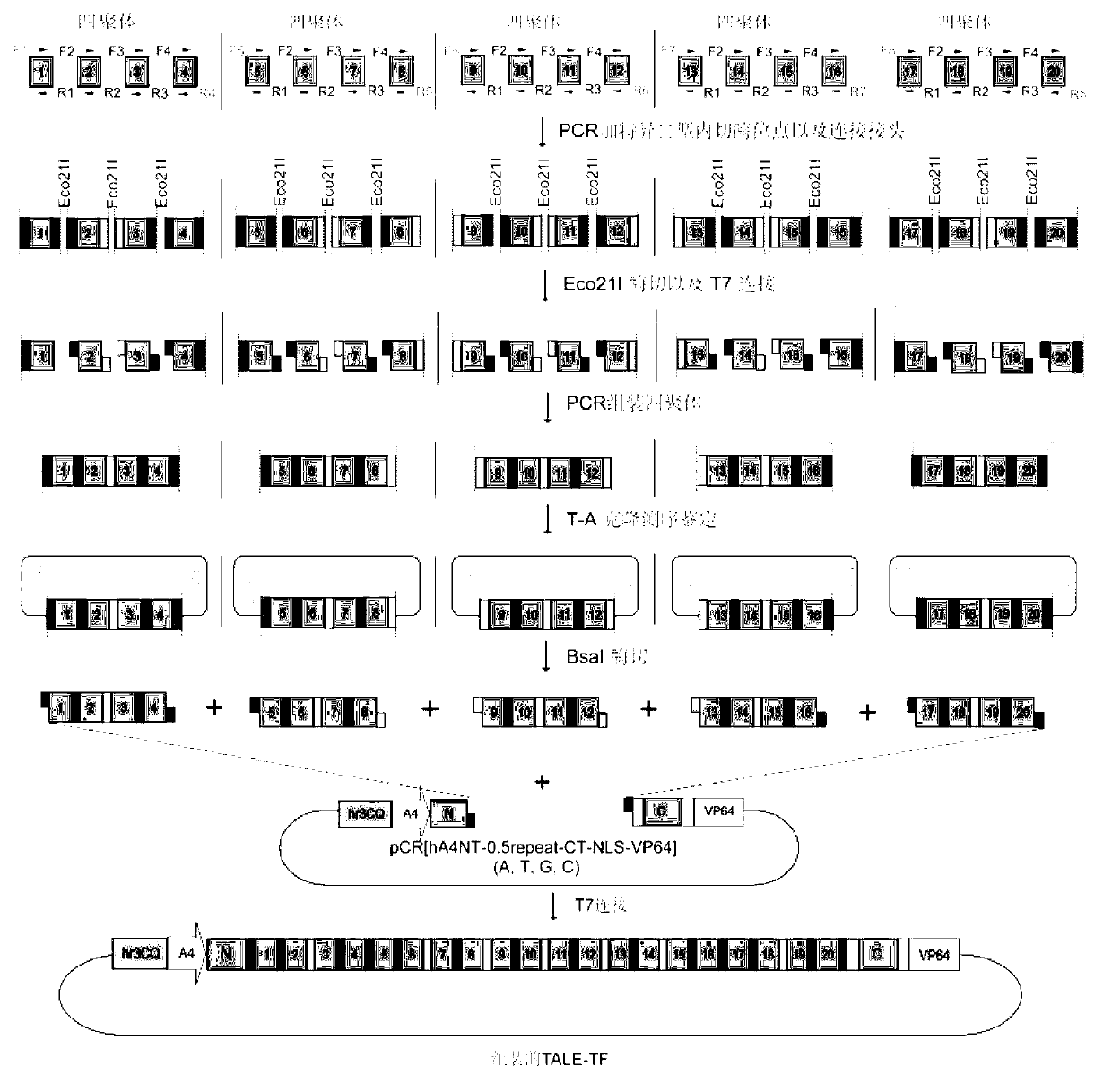 Efficient assembling method of transcription activator-like effectors (TALE) repeating region for editing silkworm genome and framework carrier thereof