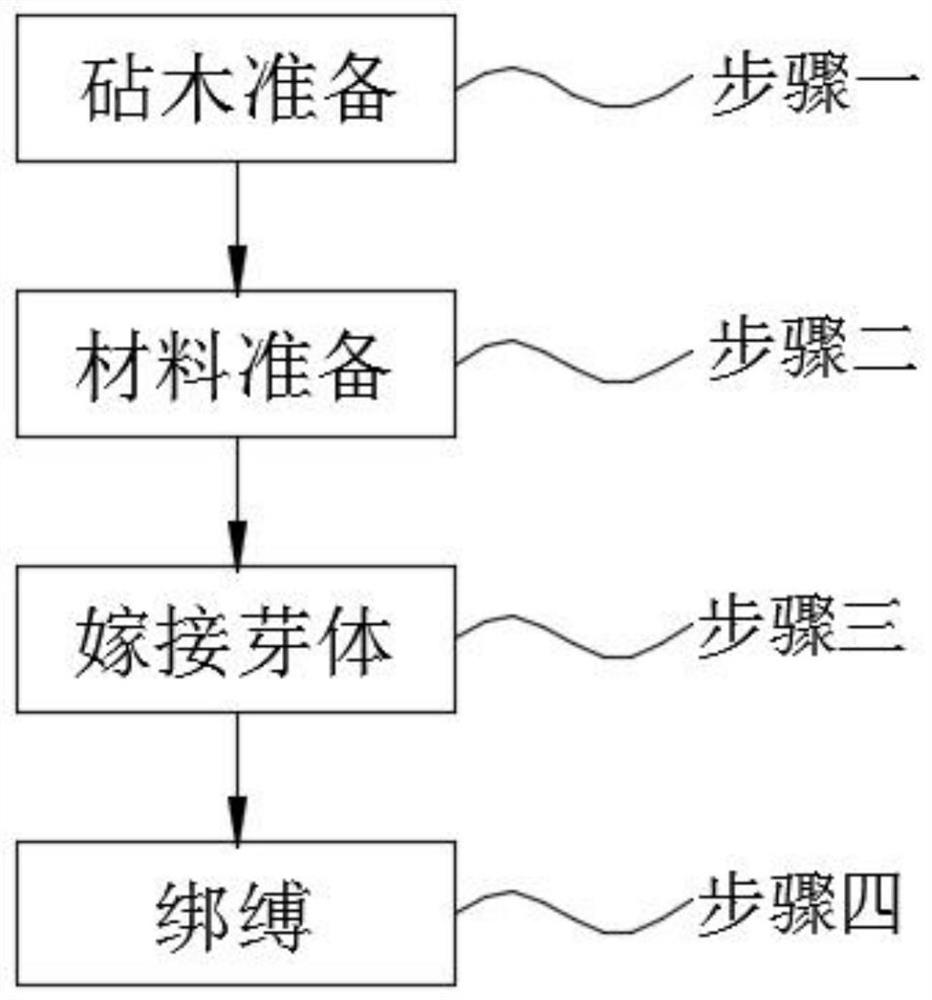 Double-blade grafting method for elaeagnus mollis