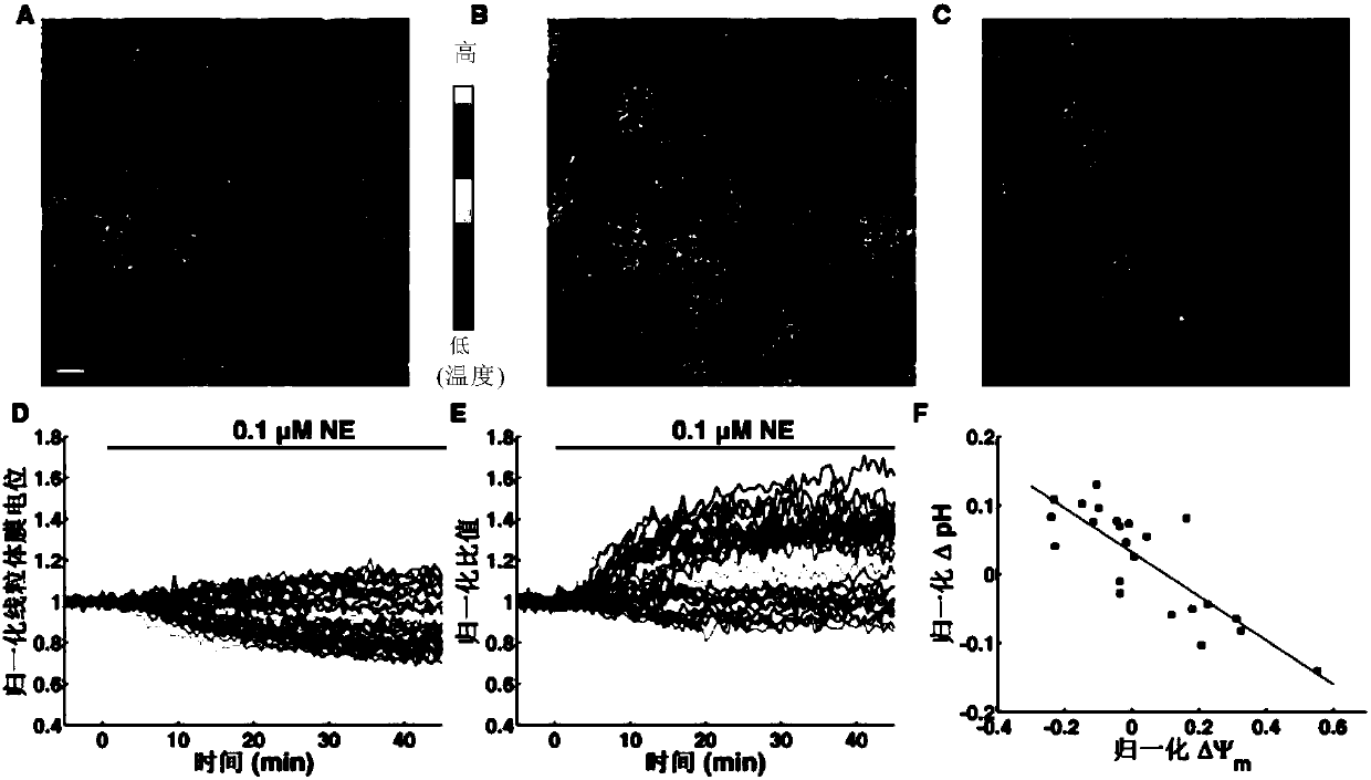 Method for enhancing heat generation efficiency of brown adipocytes and application