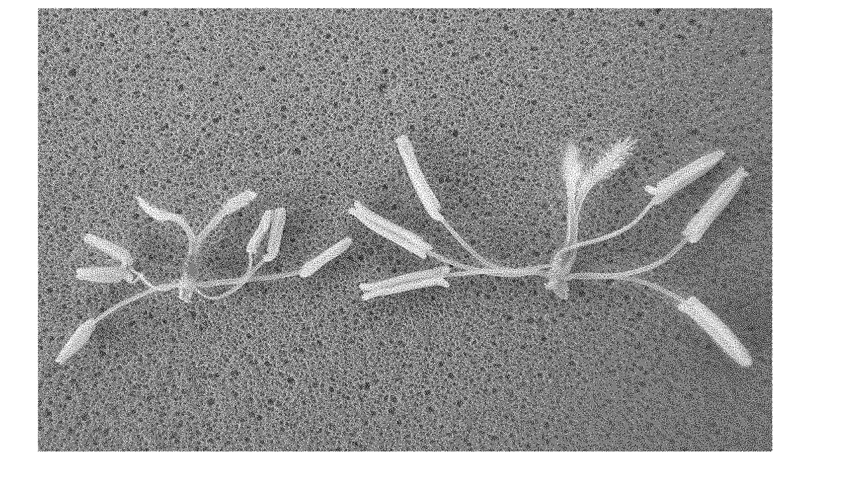 Polyploid rice photo-thermo-sensitive genetic male sterile line and breeding method thereof