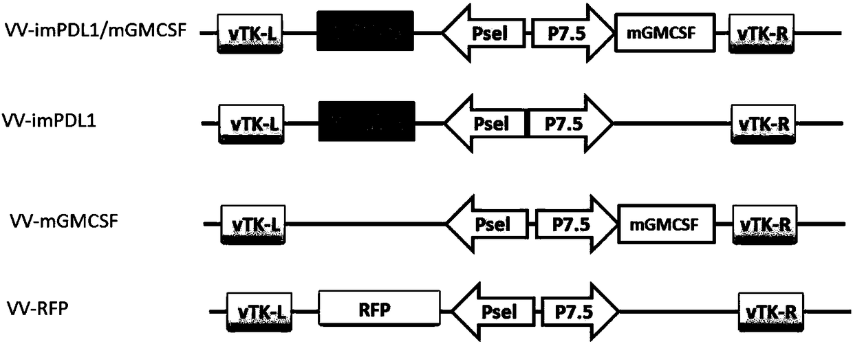 Oncolytic virus construction body, oncolytic virus and application thereof