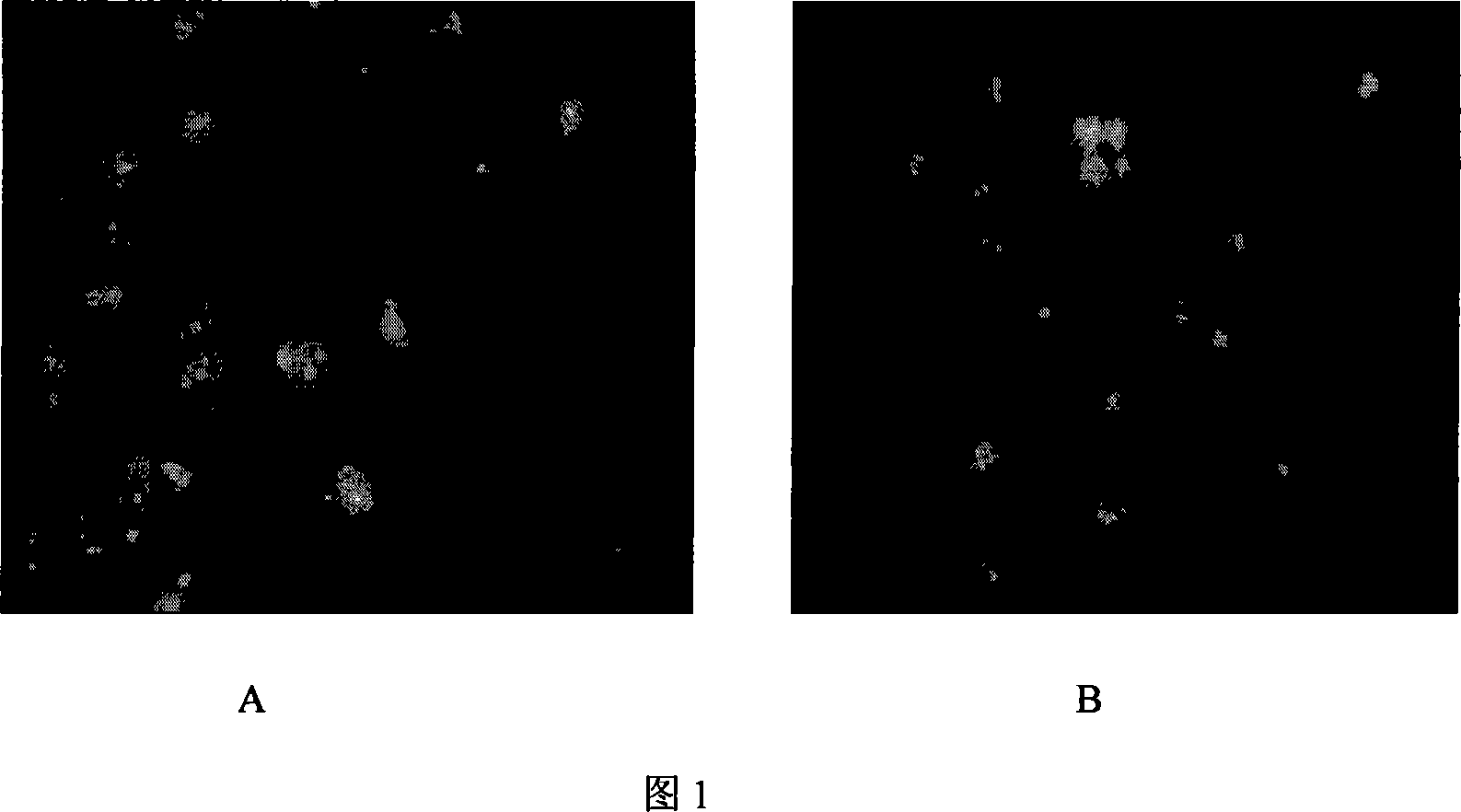 Application of cell nucleus targeting administration system capable of reversing tumor cell resistance