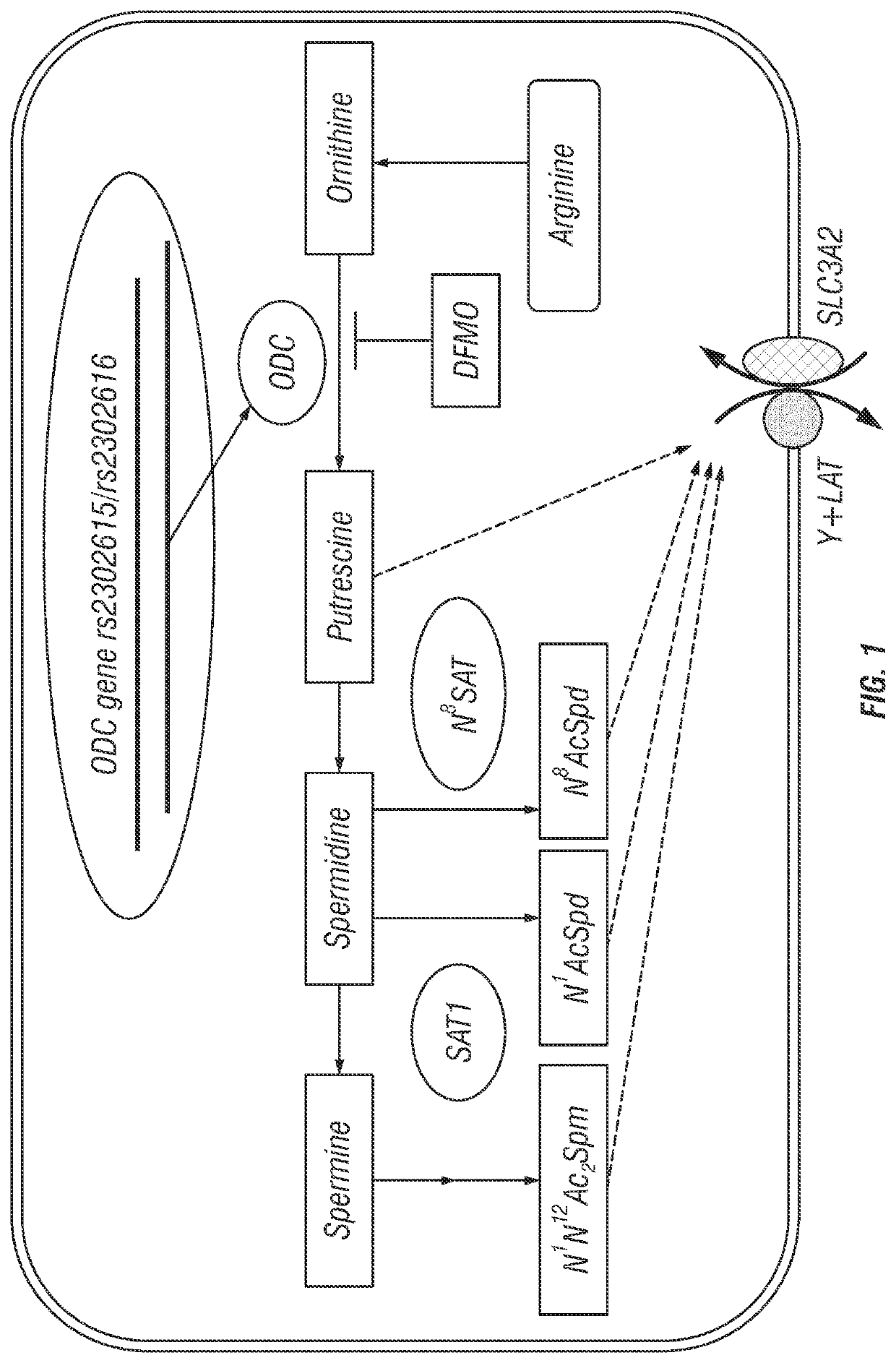 Methods for treating neuroblastoma