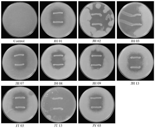 Weissella paramesenteroides and application thereof