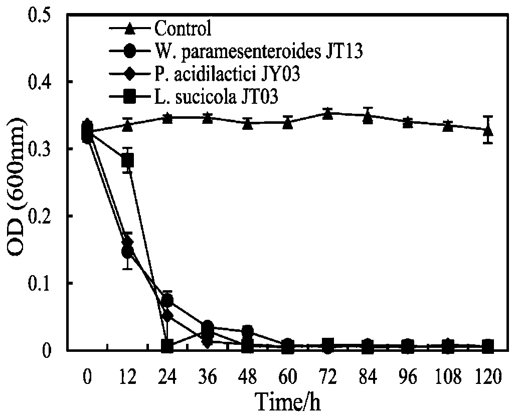 Weissella paramesenteroides and application thereof