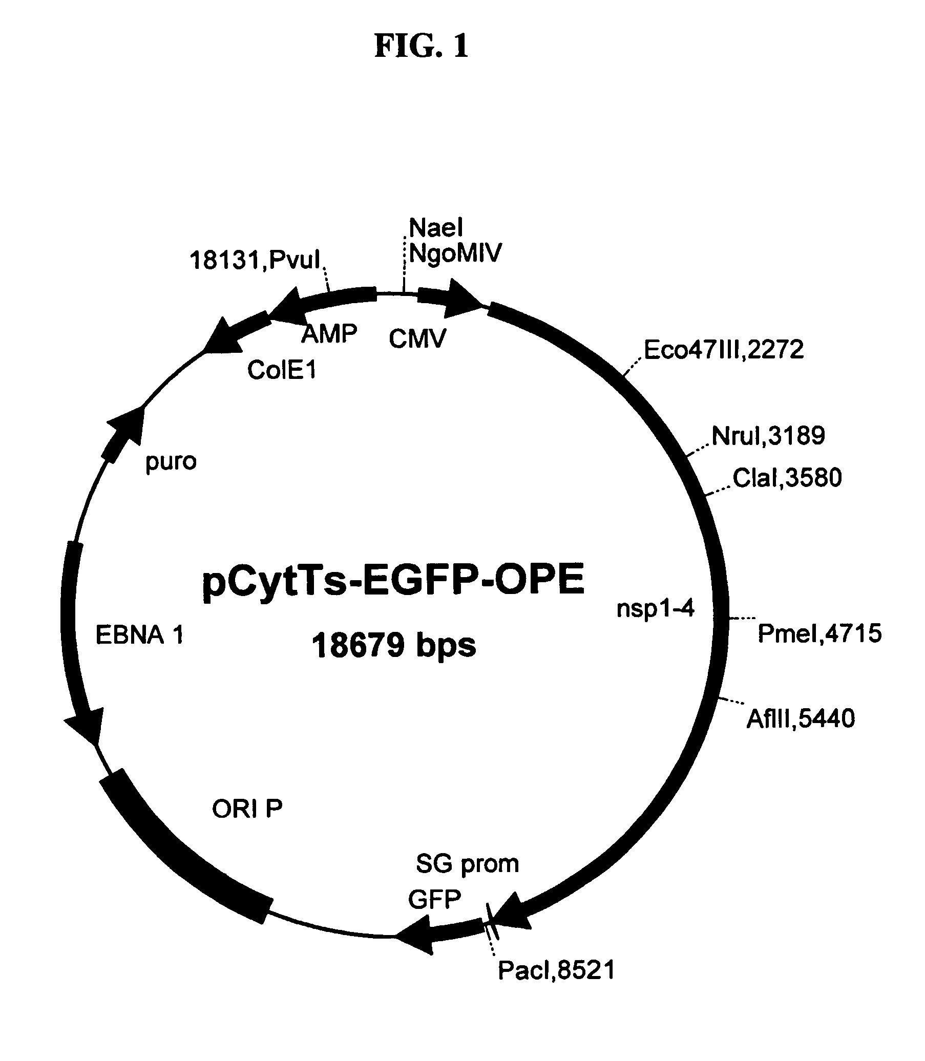 Inducible alphaviral/orip based gene expression system