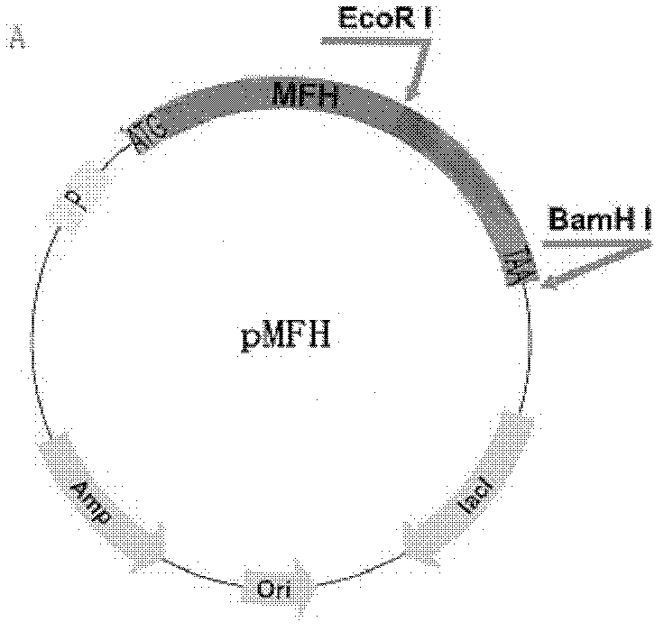 Fusion protein containing glicetin-1 as well as preparation method and application