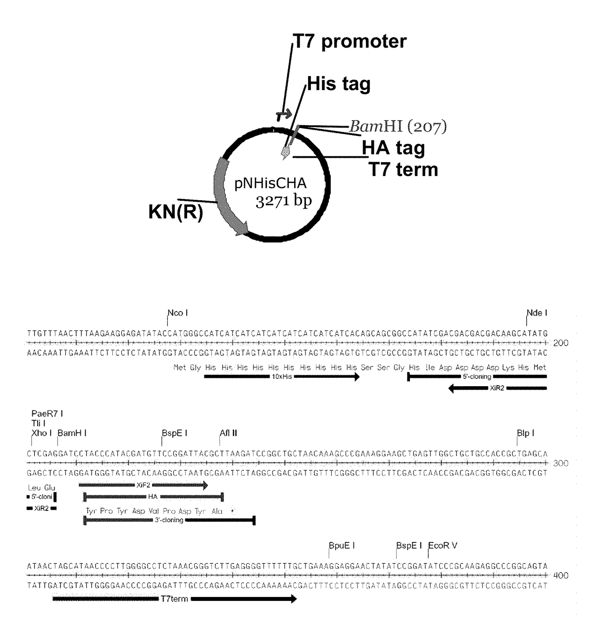 Methods for making arrays for high throughput proteomics