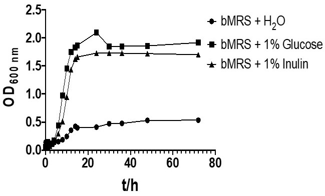 Lactobacillus paracasei YT170 and application thereof