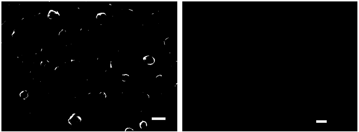 A purely inorganic photodetector based on the zno/cspbbr3/moo3 structure