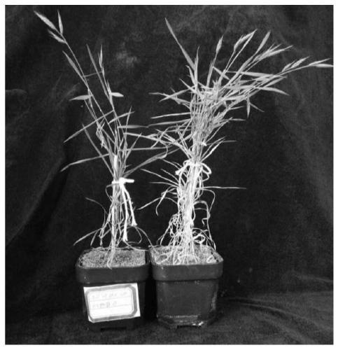 Genetic transformation method of brachypodium distachyon