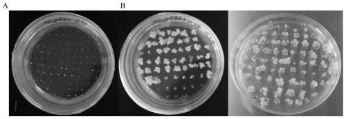 Genetic transformation method of brachypodium distachyon