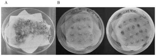 Genetic transformation method of brachypodium distachyon