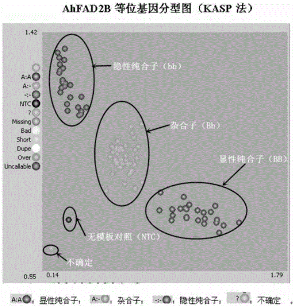 Primers and method for detecting SNP gene typing of AhFAD2B genes of peanuts in high throughput