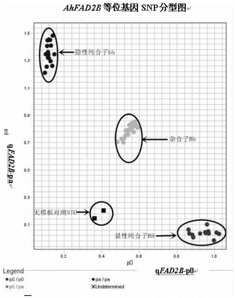 Primers and method for detecting SNP gene typing of AhFAD2B genes of peanuts in high throughput