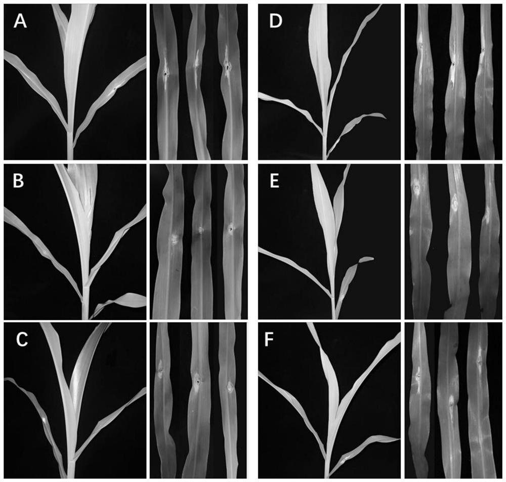 N-heterocycl-1, 5-disubstituted-4-pyrazolecarboxamide compound and application thereof