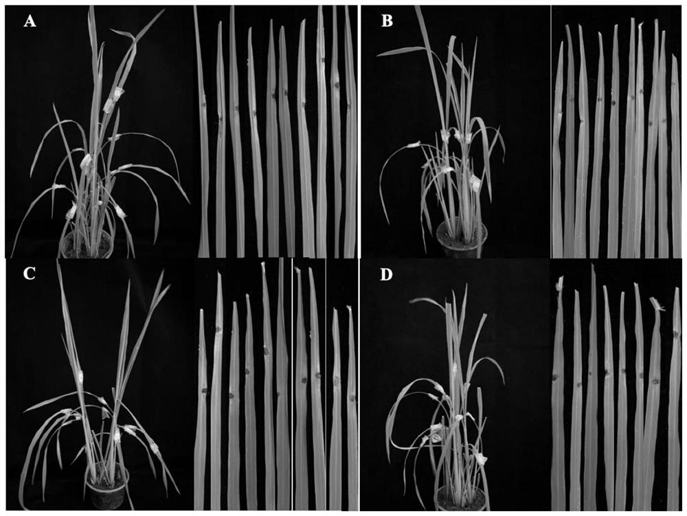 N-heterocycl-1, 5-disubstituted-4-pyrazolecarboxamide compound and application thereof