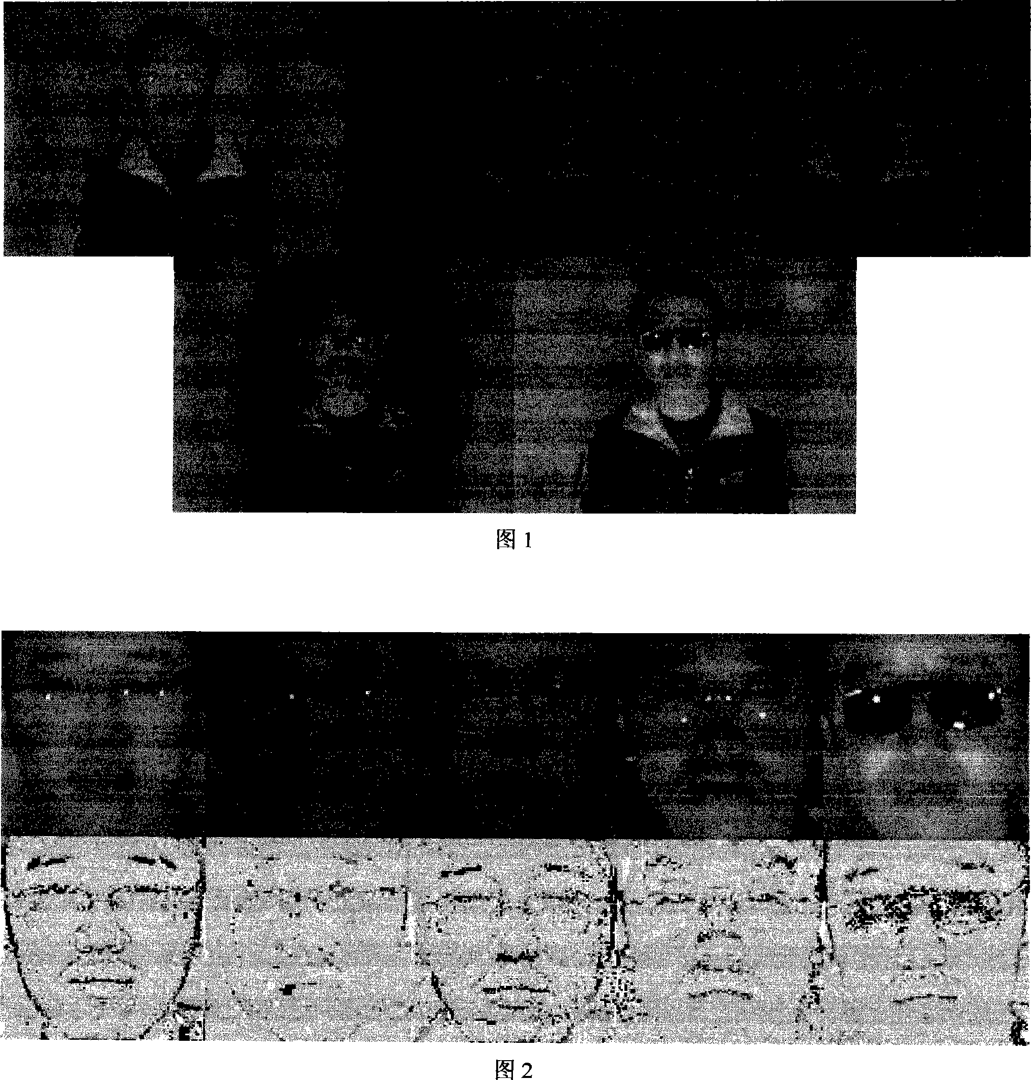 Independent component analysis human face recognition method based on multi- scale total variation based quotient image