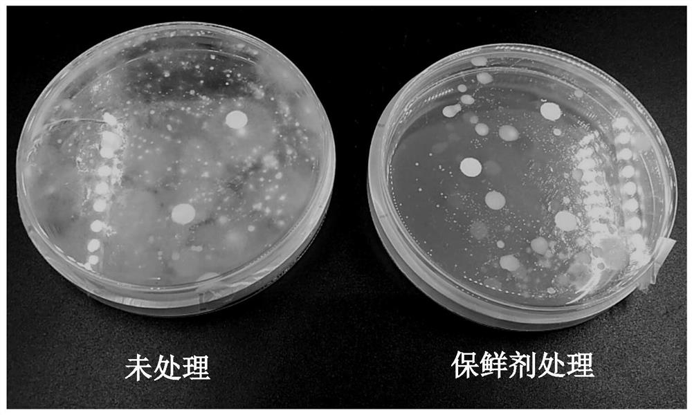 A method for preventing and treating postharvest mildew of galangal