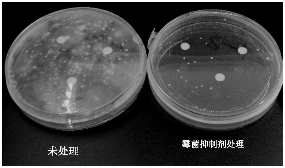 A method for preventing and treating postharvest mildew of galangal