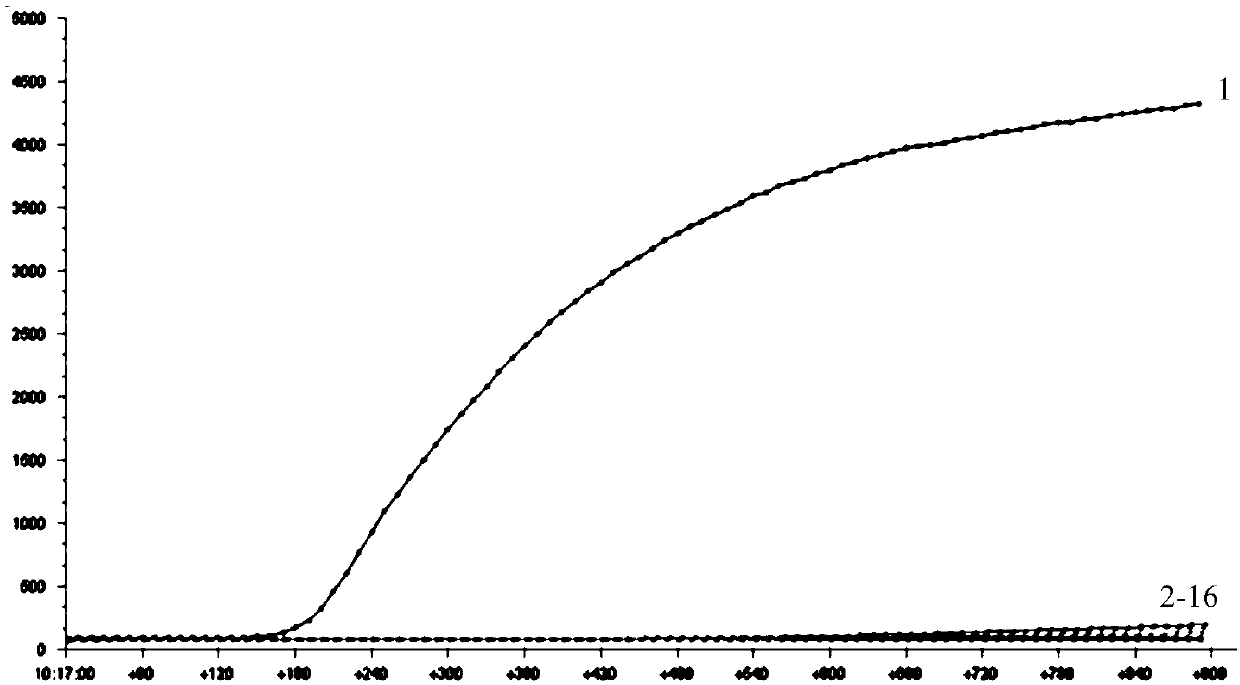 RPA (recombinase polymerase amplification) primer, probe, kit and method for detecting vibrio parahaemolyticus