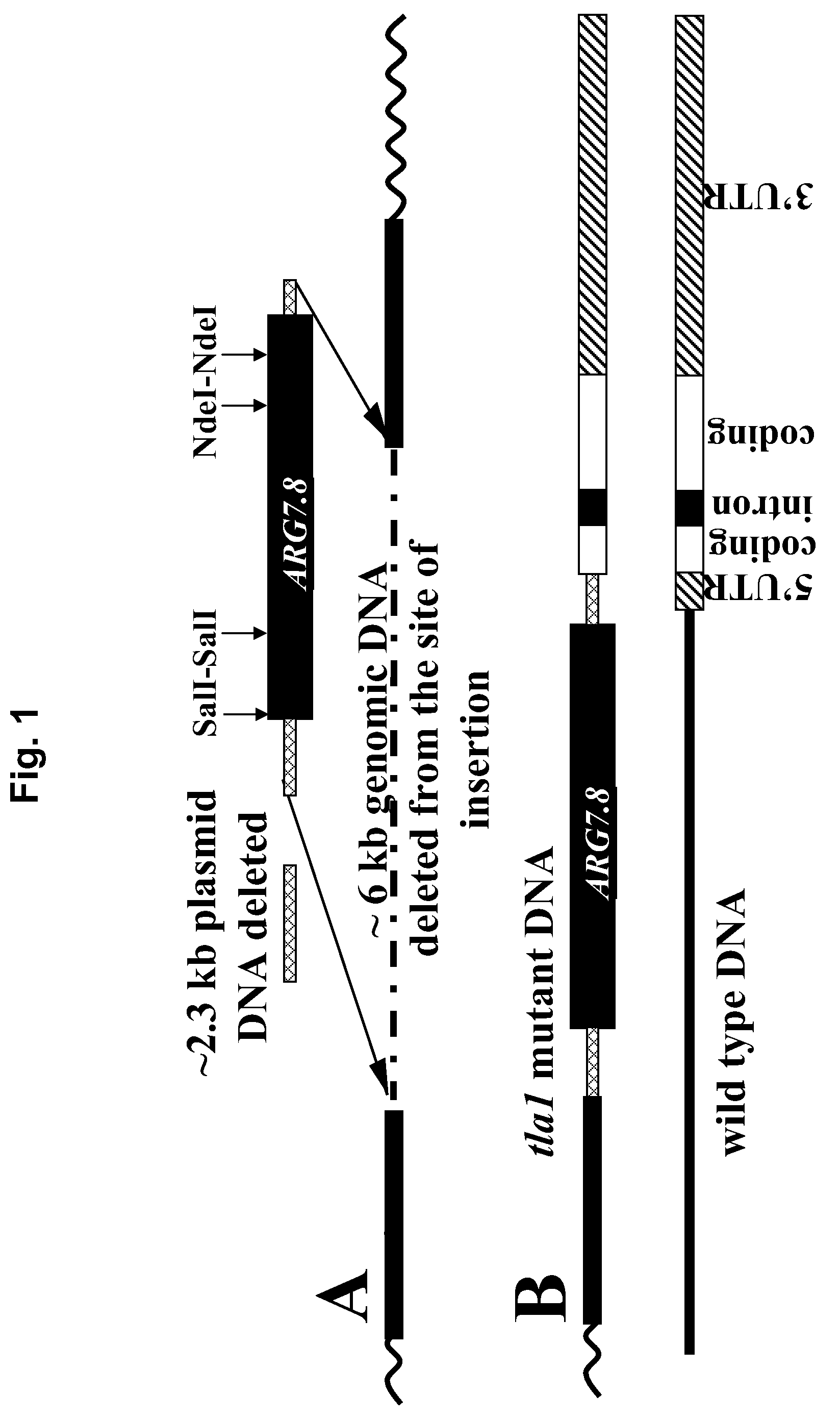 Suppression of <i>Tla1 </i>gene expression for improved solar conversion efficiency and photosynthetic productivity in plants and algae